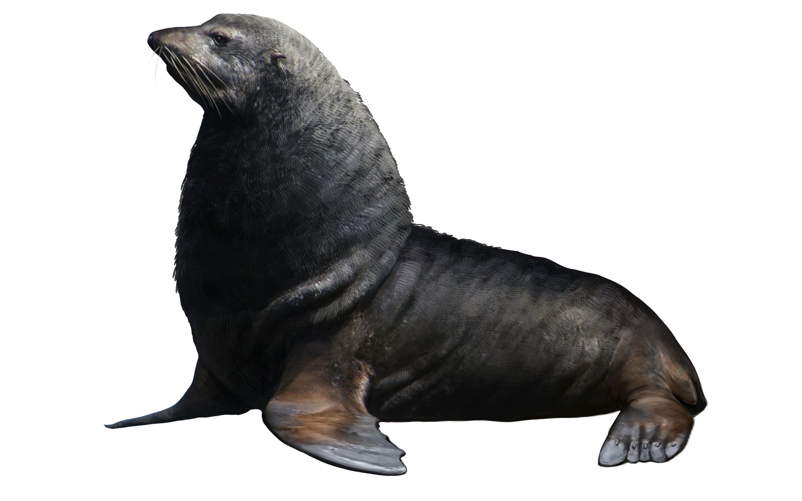 Lobo Fino de Juan Fernández