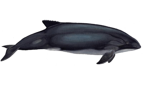 Marsopa Espinosa