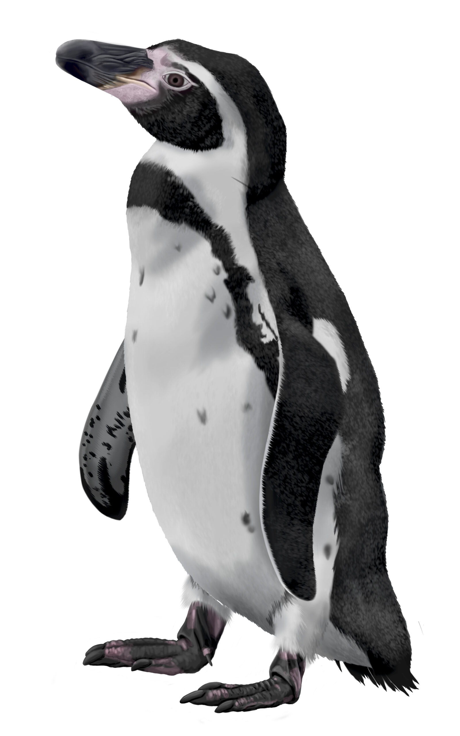 Pingüino de Humboldt