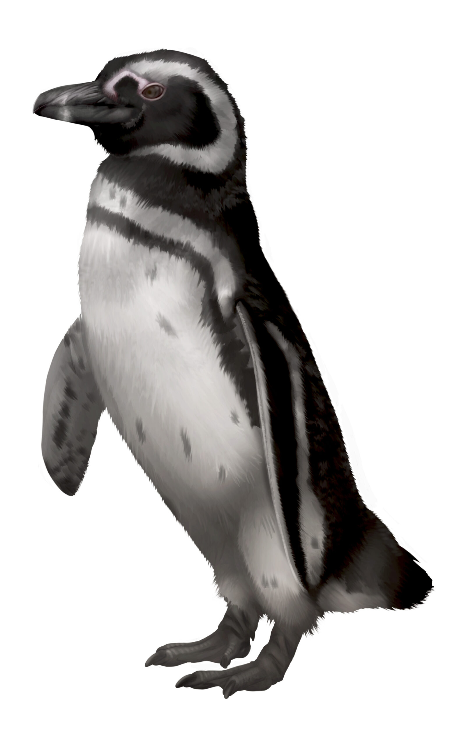 Pingüino de Magallanes