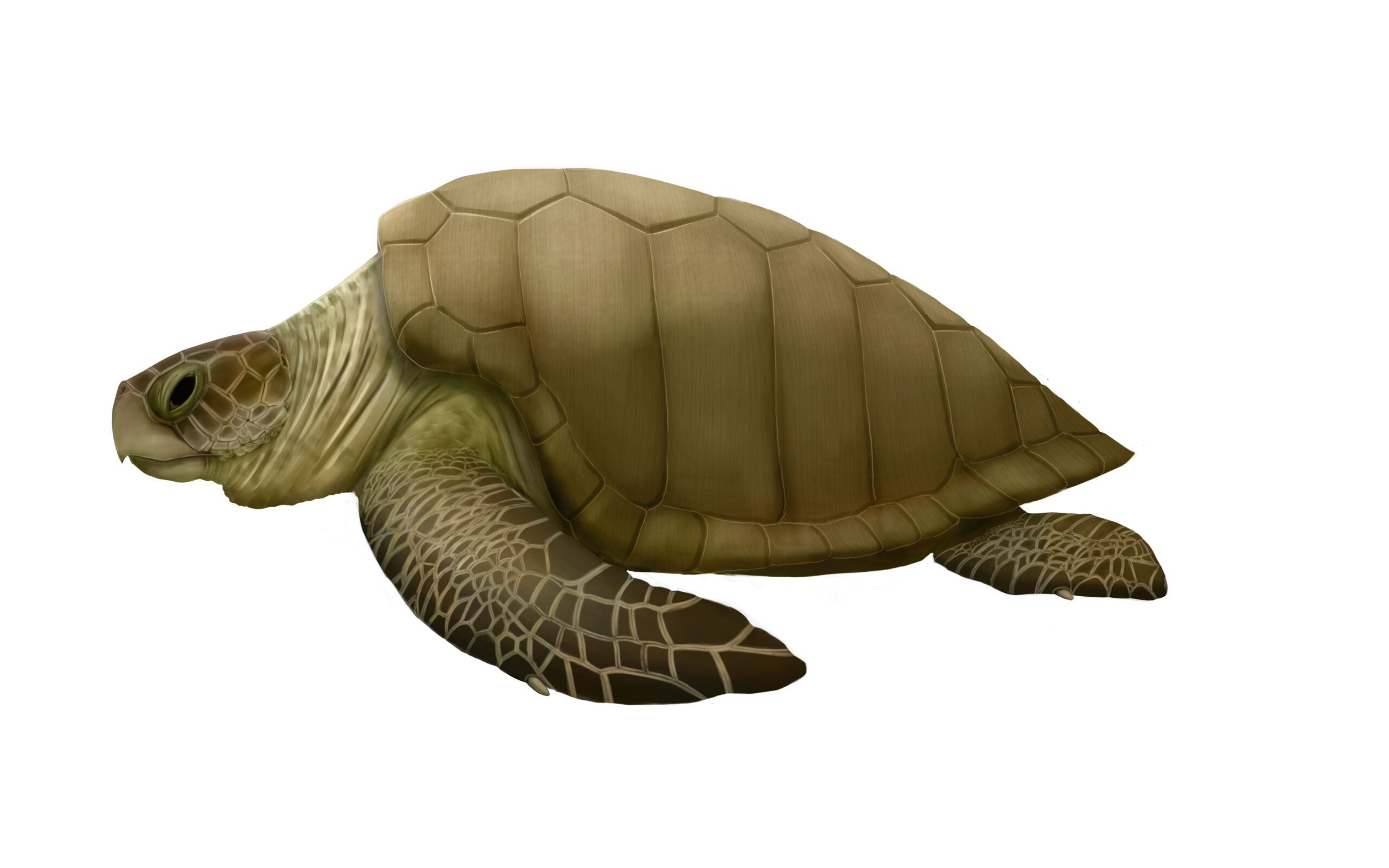 Tortuga Olivácea