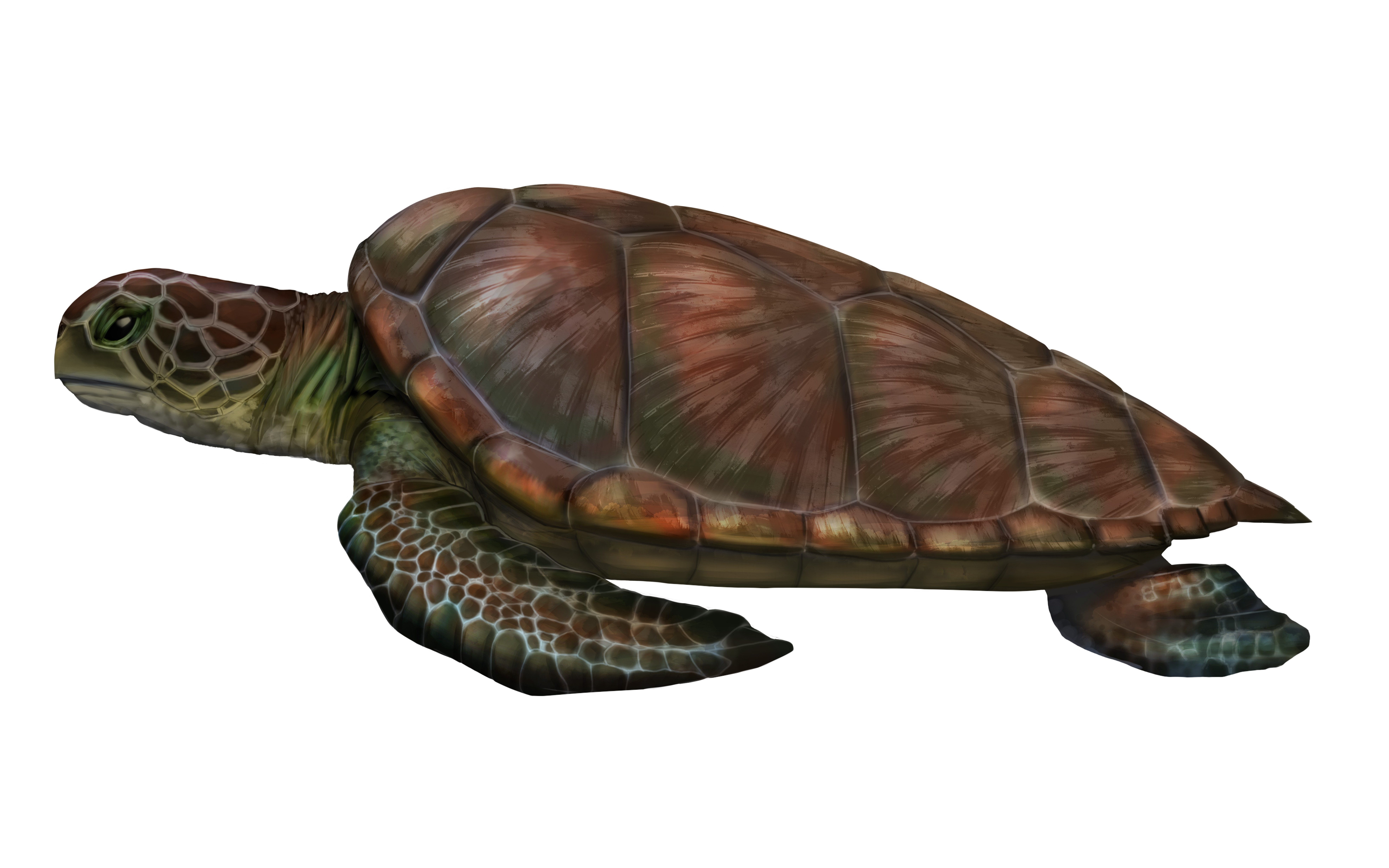 Tortuga Verde