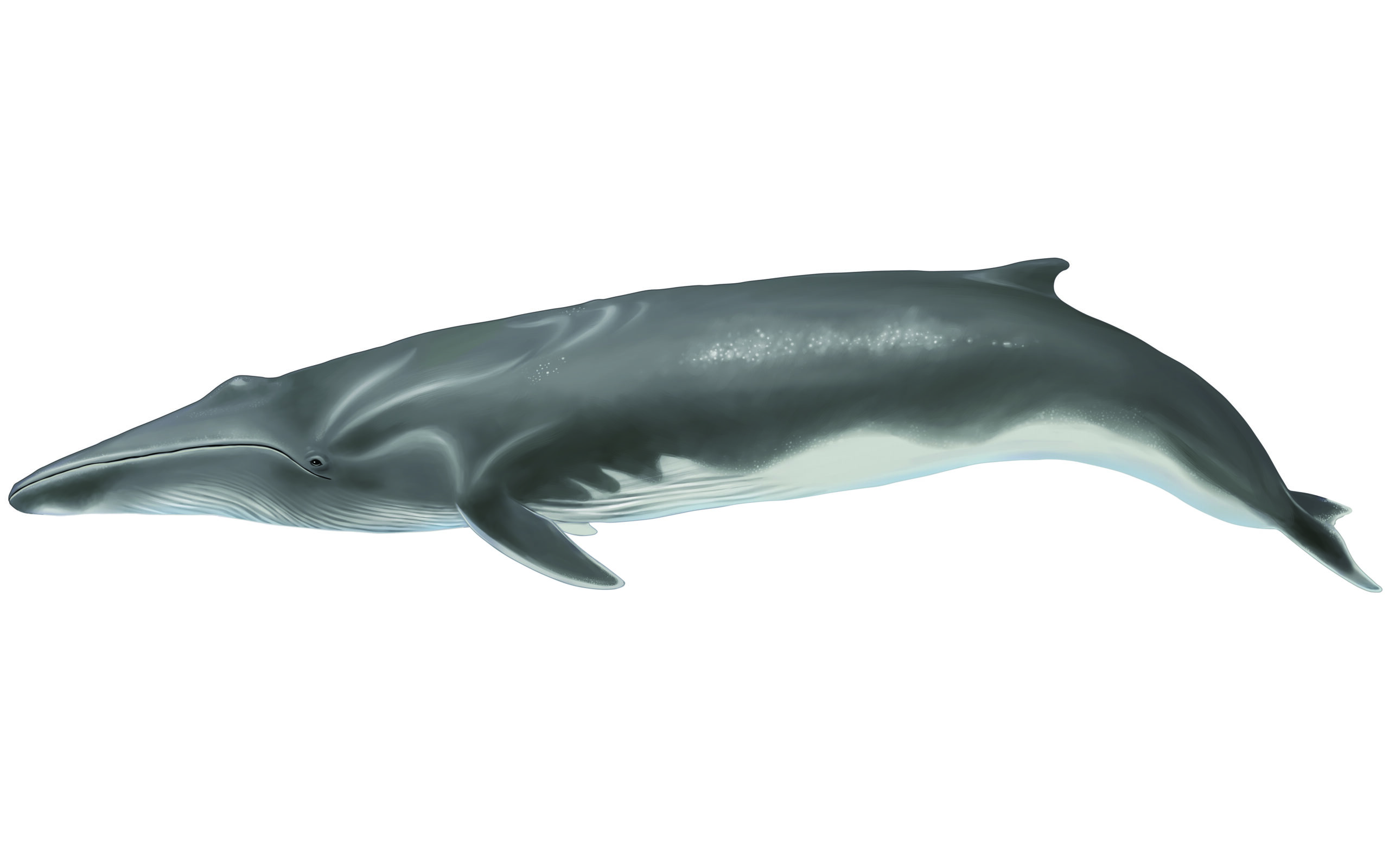 Ballena de Aleta o Rorcual Común