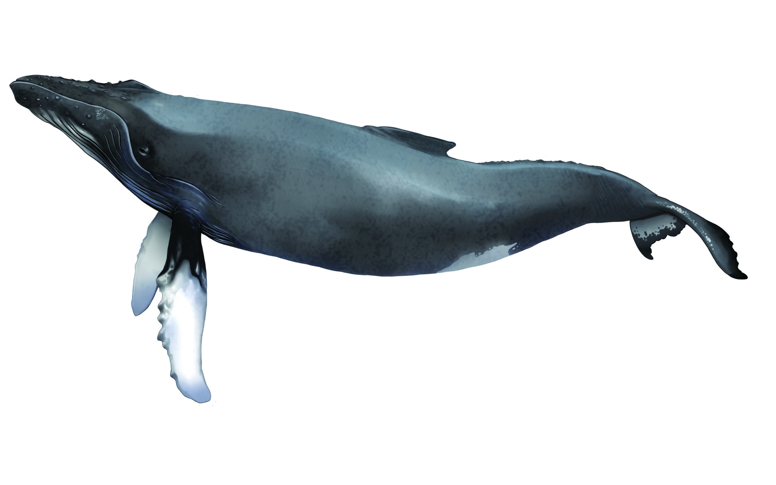 Ballena Jorobada