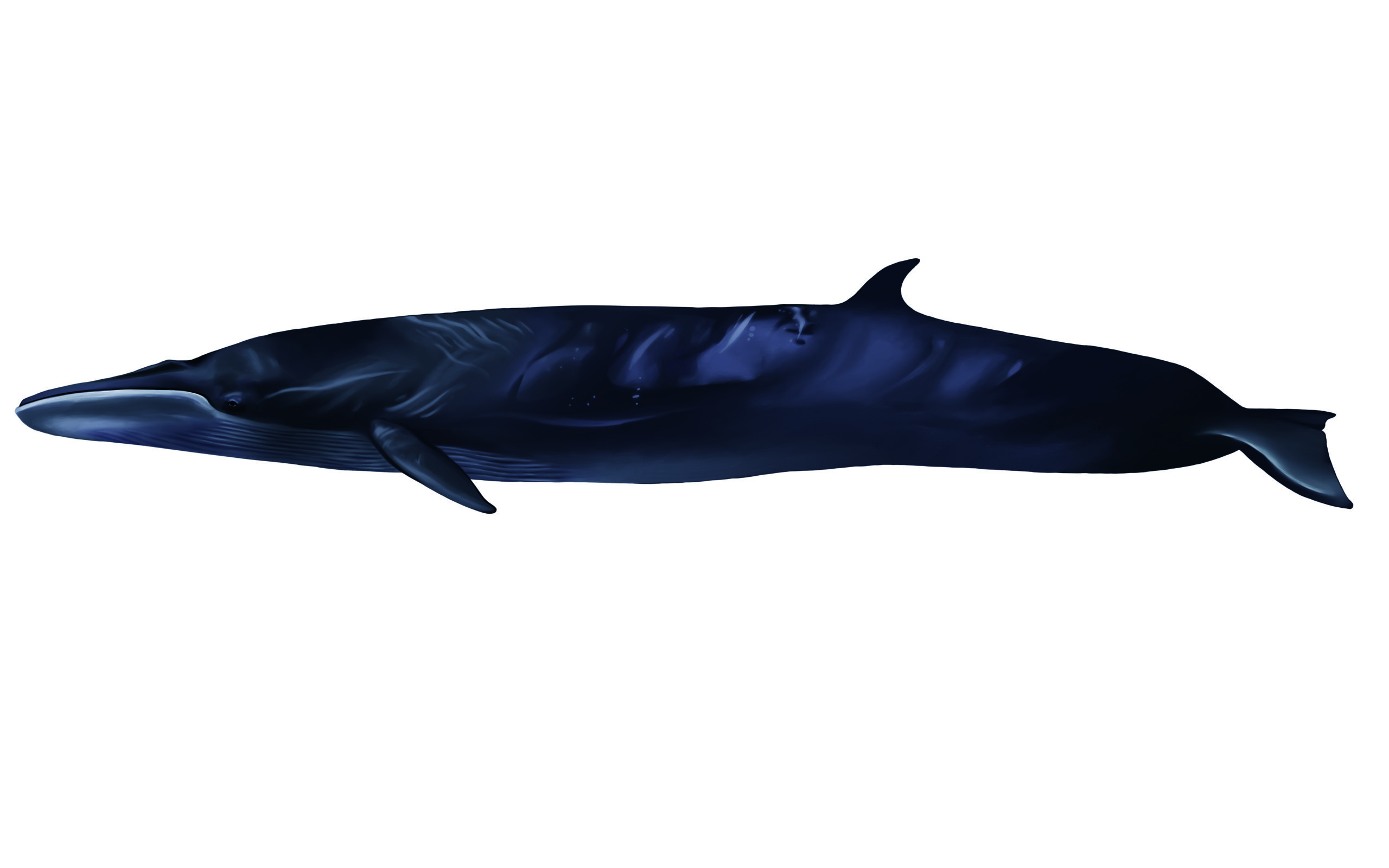 Ballena Sei