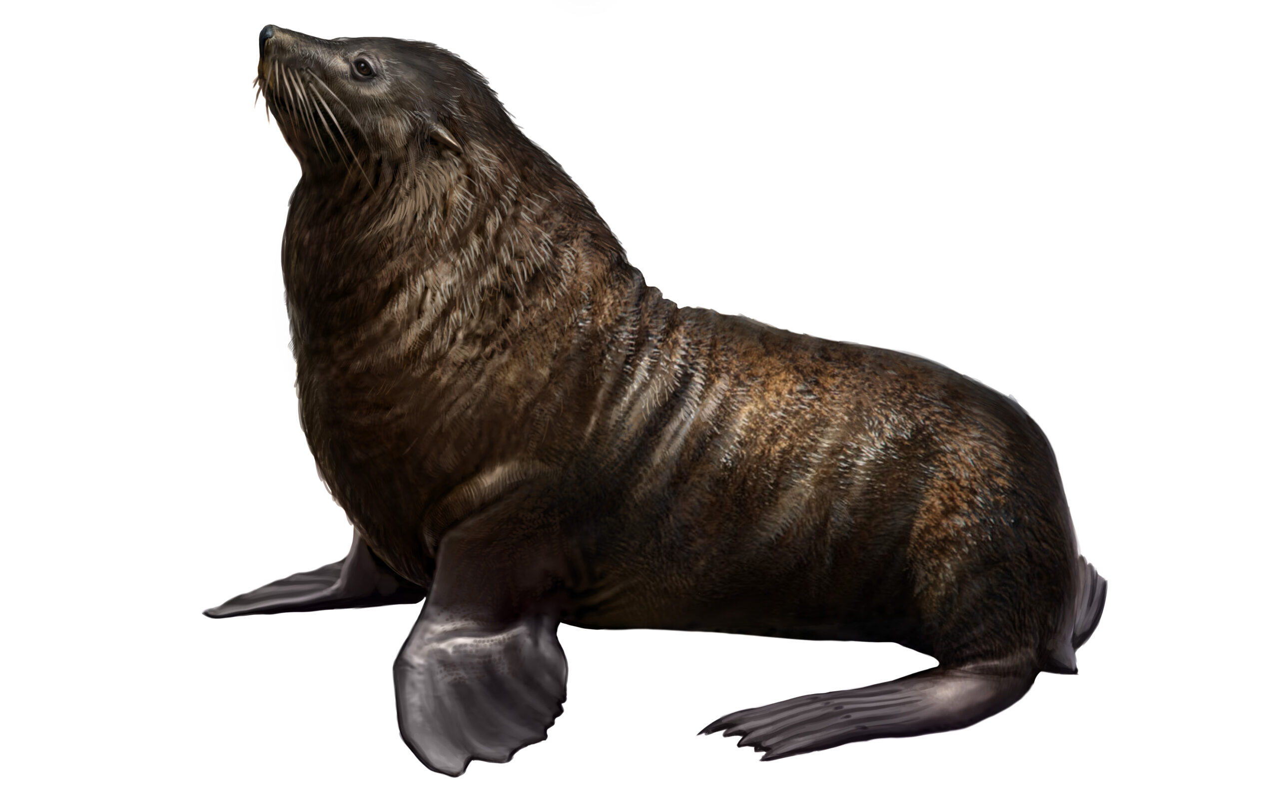 Lobo Fino Austral